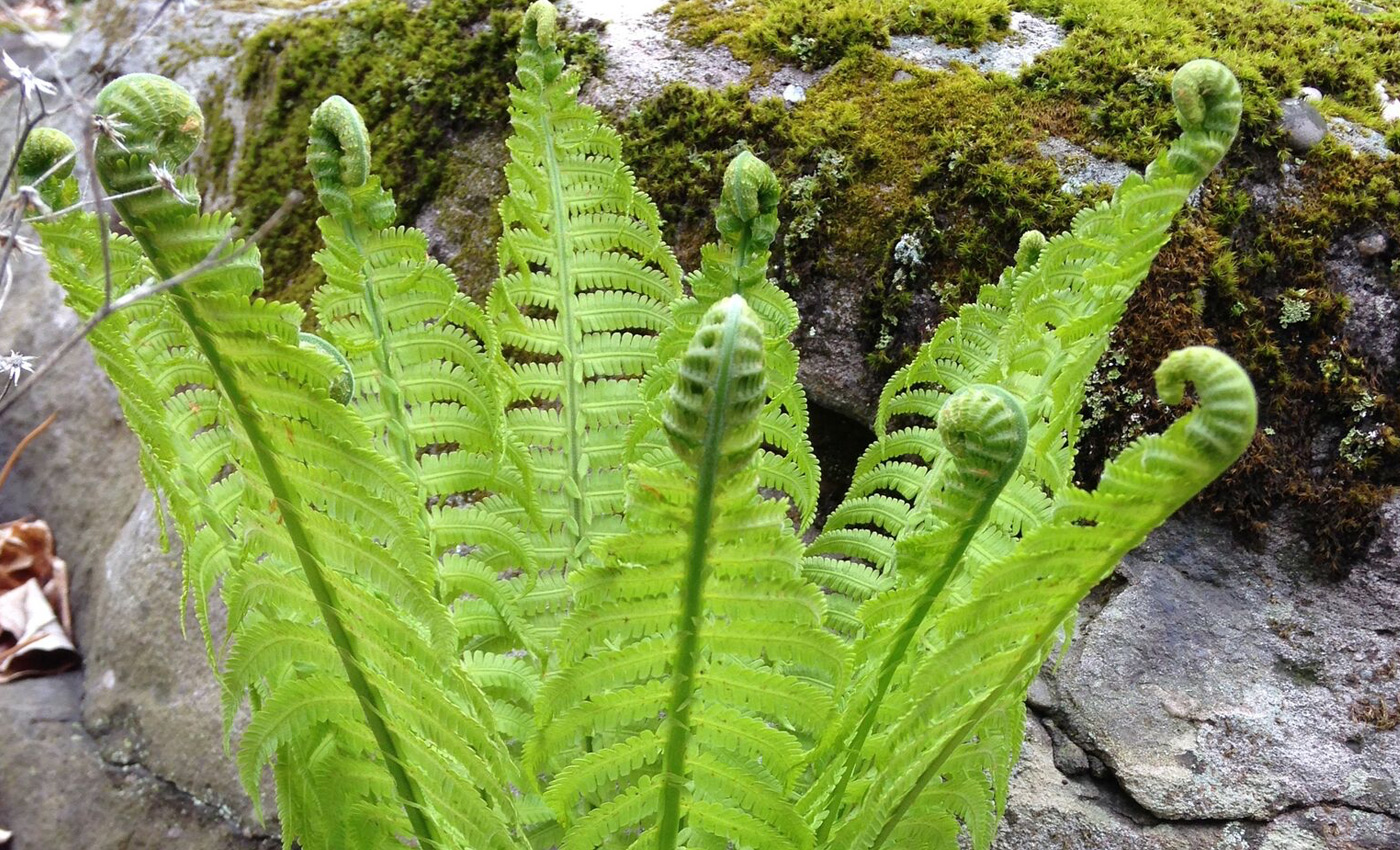 WW_Slideshow_earlyfern.jpg