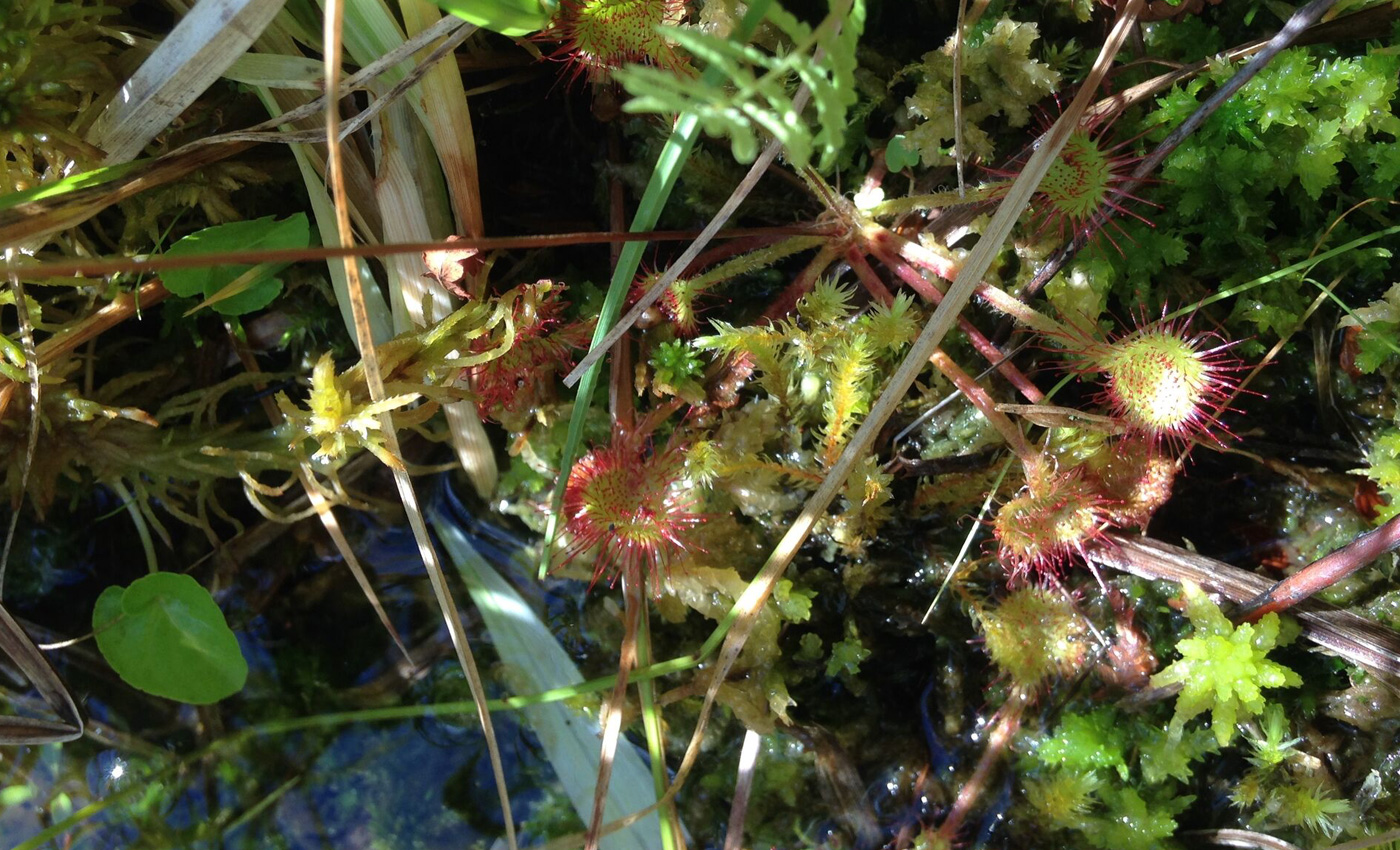 BSG_Fen_sundew_1400x850.jpg