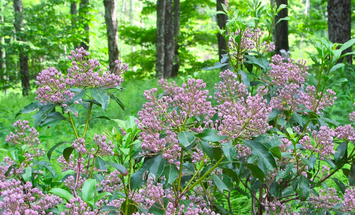 pinkkalmia_1400x850.jpg