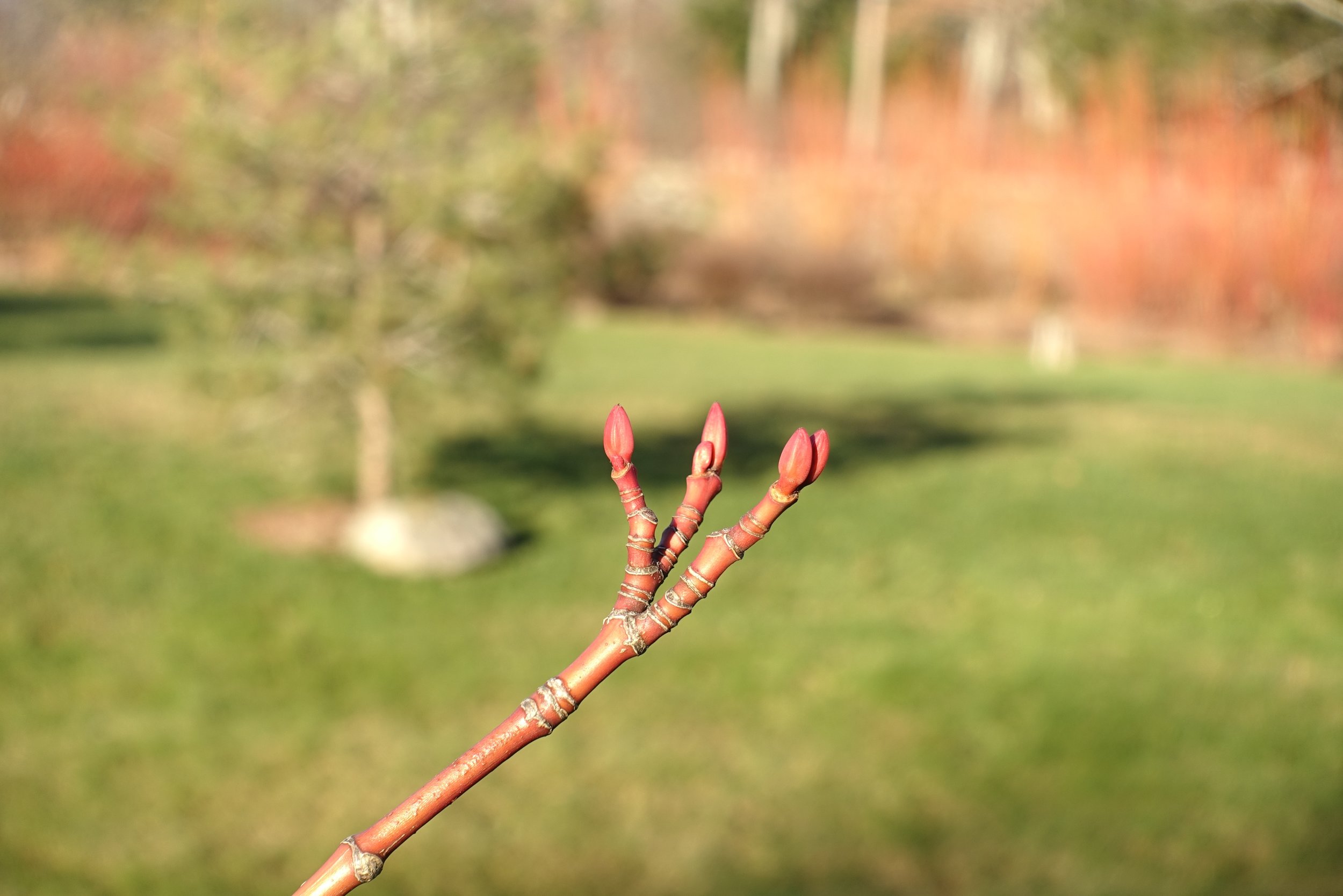 EM-striped_maple_bud-fall.jpg