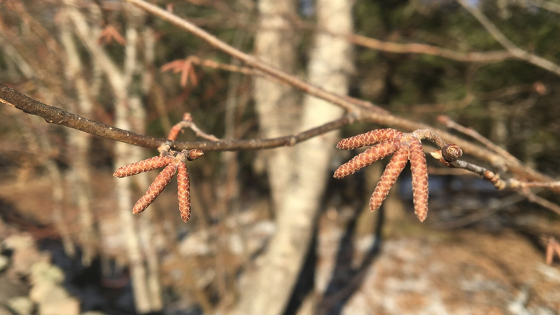 Yellow birch catkins ready to explode in spring.