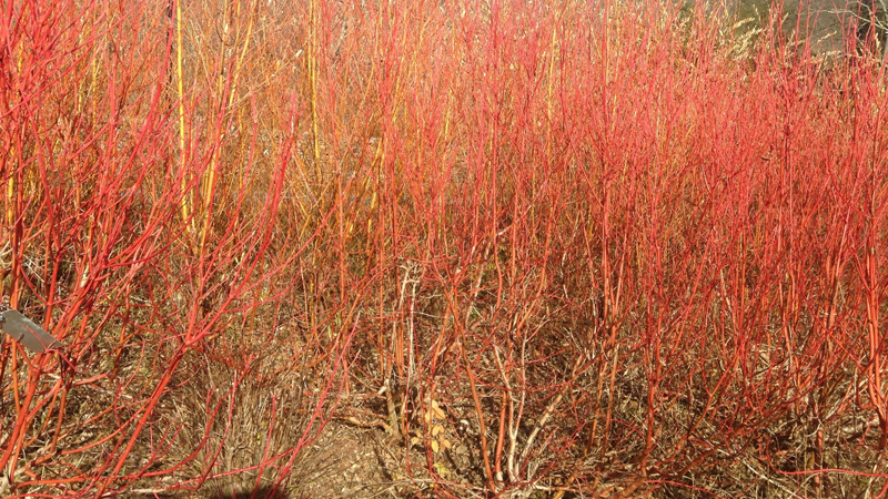 Willows and dogwoods seem to be on fire in East Meadow.