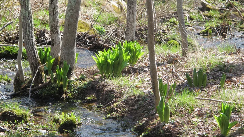 False helebores emerging during Spring thaw in Woodland Walk.