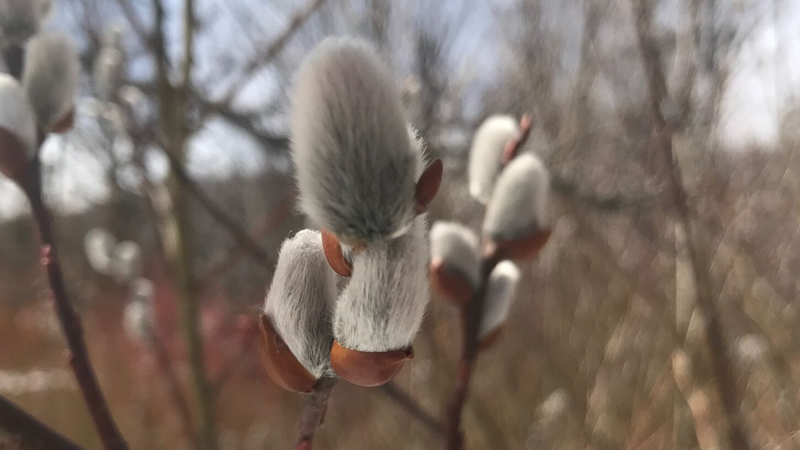 Soft furry buds of the American pussy willow in East Meadow.