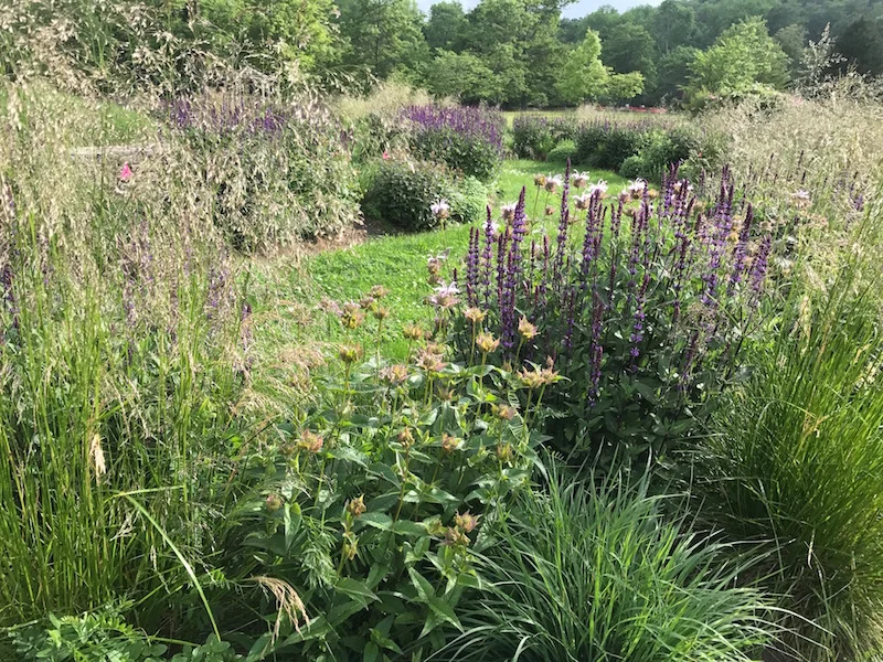 Deschampsia, Monarda and Salvia begin the Spiral's seasonal exuberance.