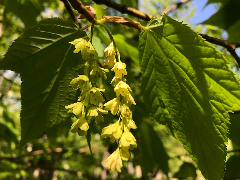 Striped maple's drooping flowers add a tropical feel.