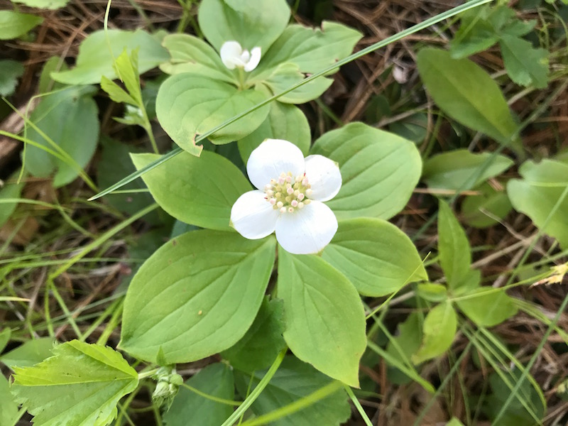 Bunchberry, Cornus canadensis , carpets the forest floor in the Pine Allee.