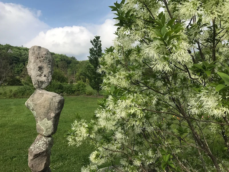 Native fringe tree blooms with local artist Harry Matthews' stone sculpture.