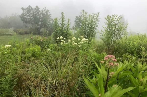 Native perennials Joe Pye-weed, swamp milkweed and New York ironweed bloom in the morning mist in the Rain Garden.