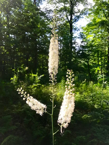 Actaea racemosa, bugbane or fairy candles, lights up in the Woodland Walk.