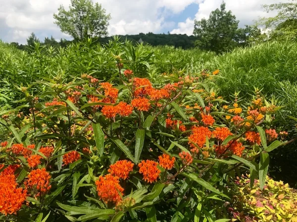 Asclepias tuberosa, butterfly weed, attracts monarchs to the West Meadow's Entrance.