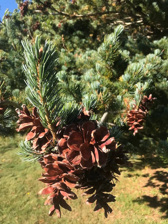 Fall is a wonderful time to appreciate the cones of Japanese white pine and other conifers in the West Meadow.
