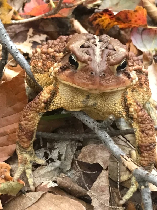 An American toad camouflaged by Autumn leaves in Spruce Glen.