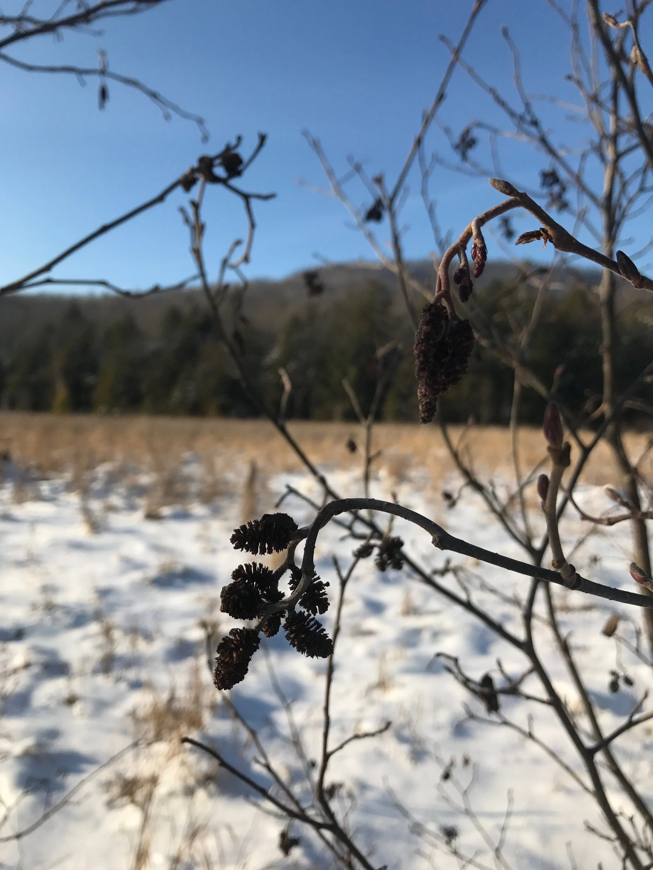 Speckled alder, Alnus incana , flowers and fruits.
