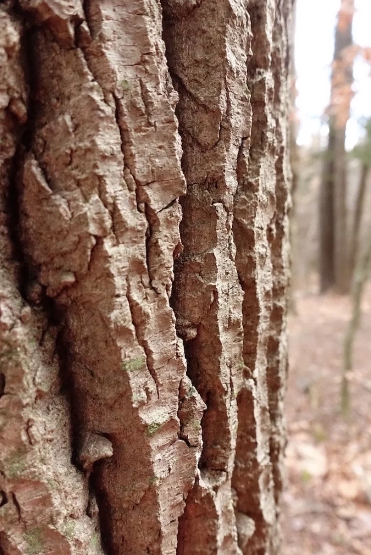 Winter is a time to examine closely. Bark of bigtooth aspen, Populus grandidentata . 