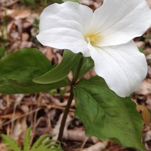 Trillium in Woodland Walk.
