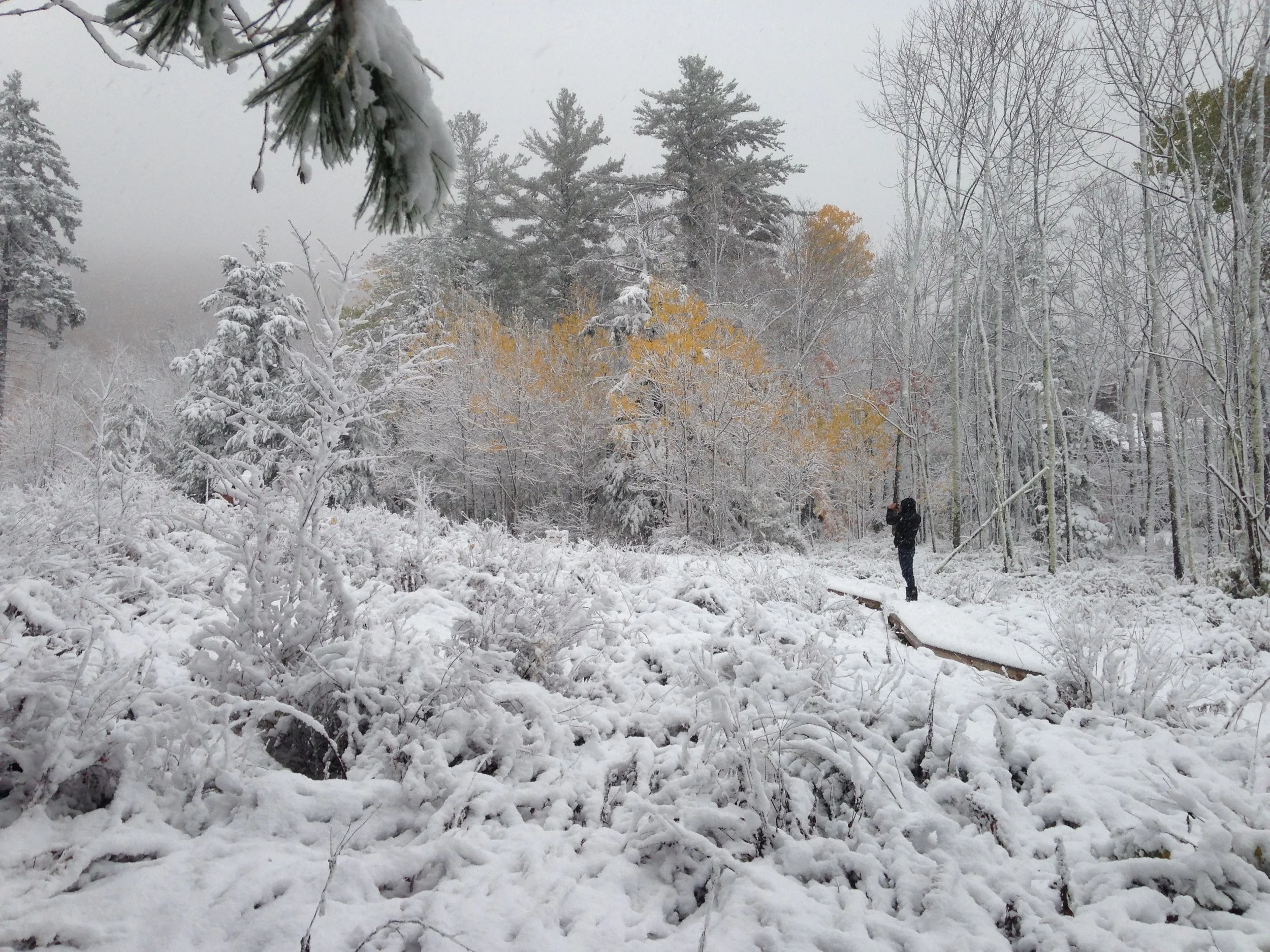 EM-aspen_fallsnow-1.jpg