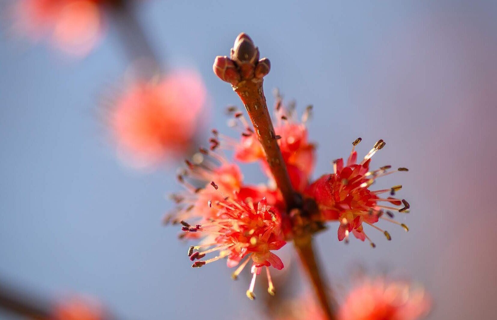  Mountain Top Arboretum   Nature’s Art: Performing Daily    Visit  