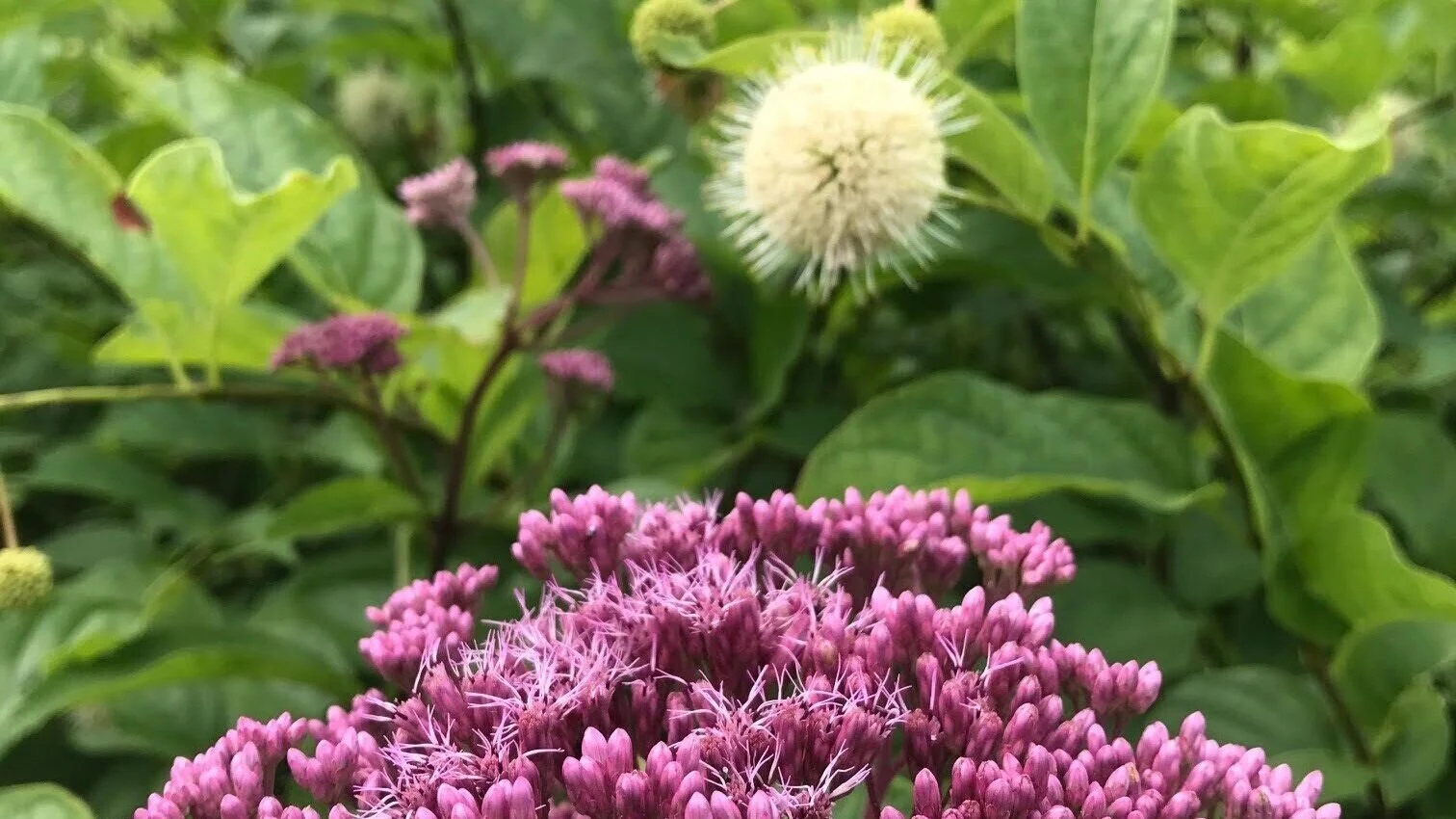 Mountain Top Arboretum