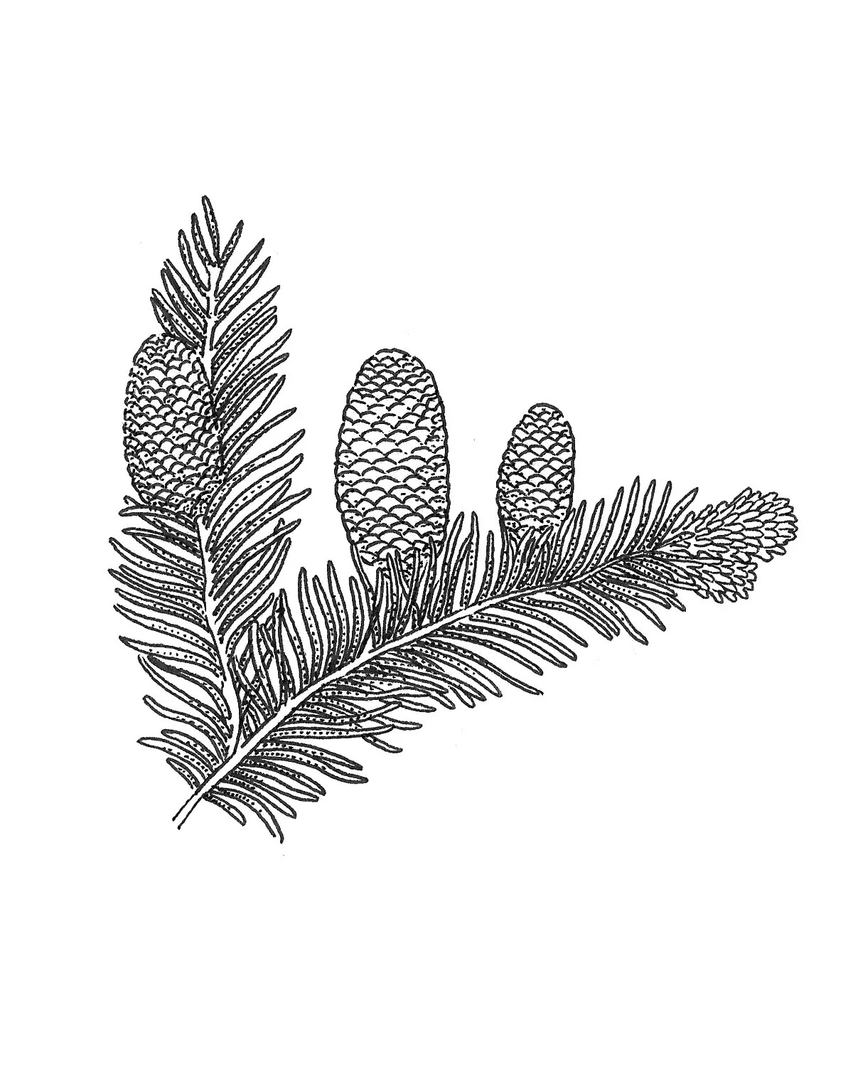 Is Your Balsam Fir Getting Enough Water? Signs & Solutions - xmqvynz