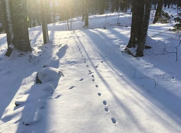 animal tracking.jpg