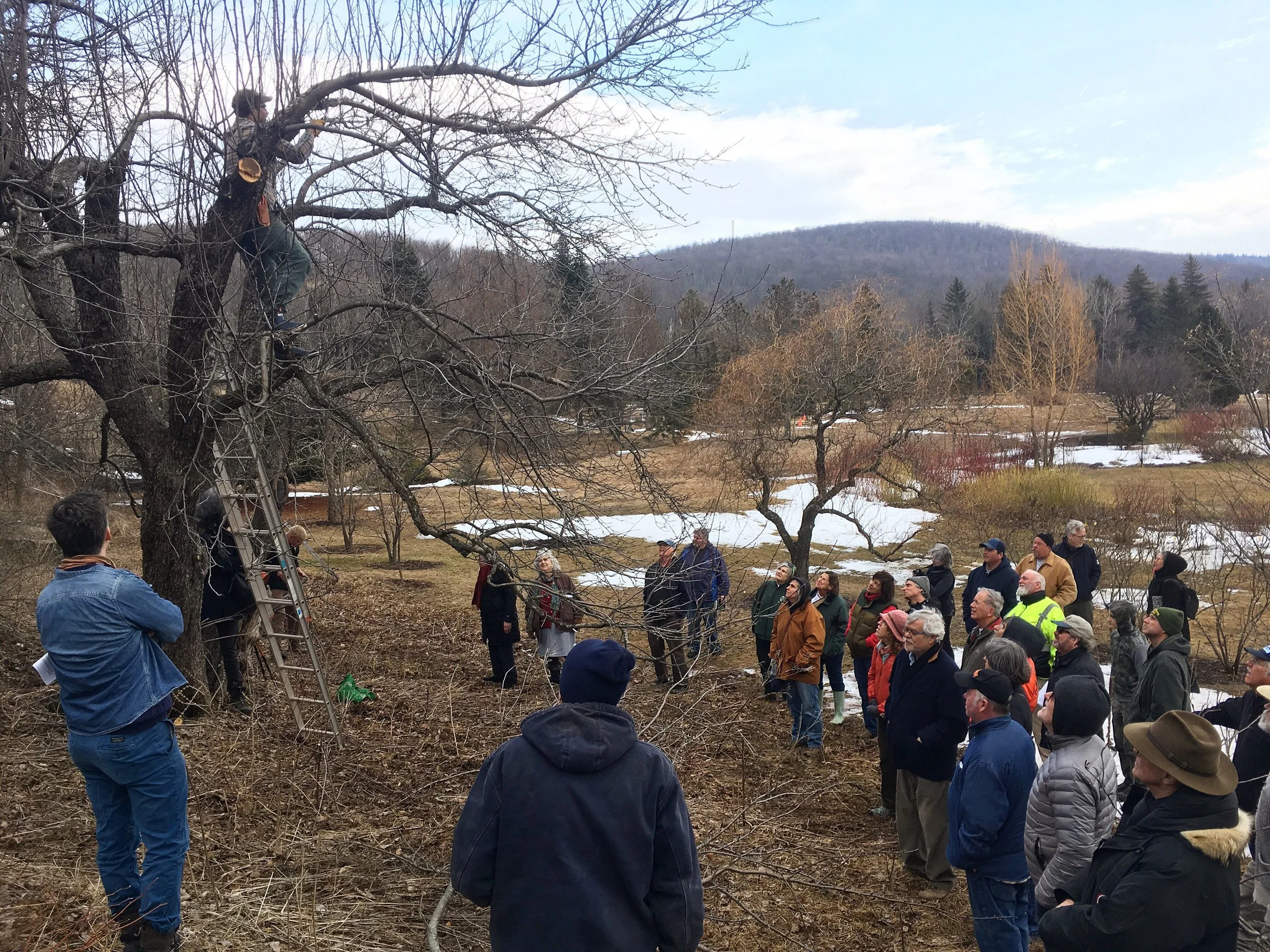 Apple Tree Pruning with Erik Schellenberg