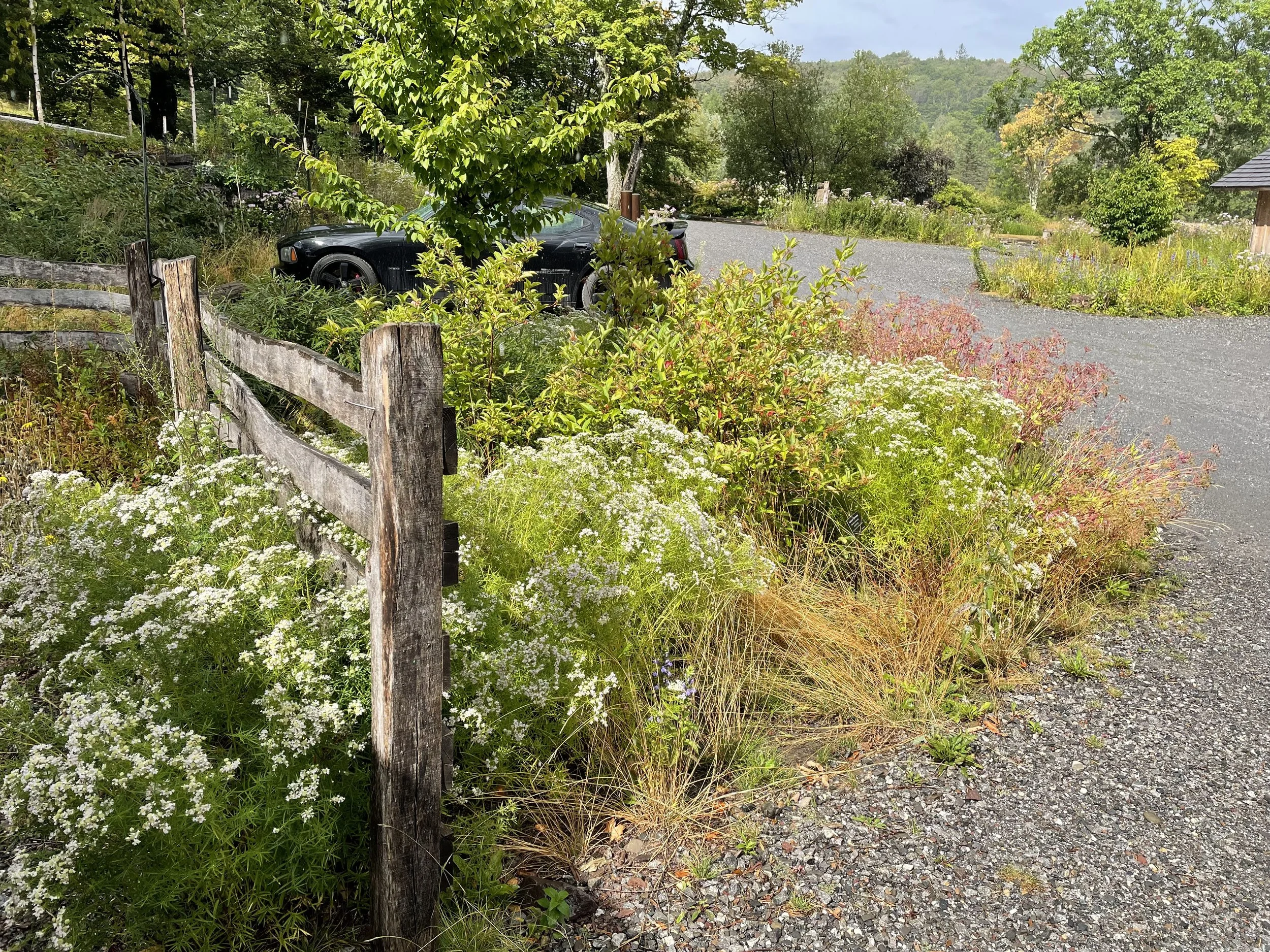 Digging Deeper: Habitat Gardens in the Catskills with Marc Wolf