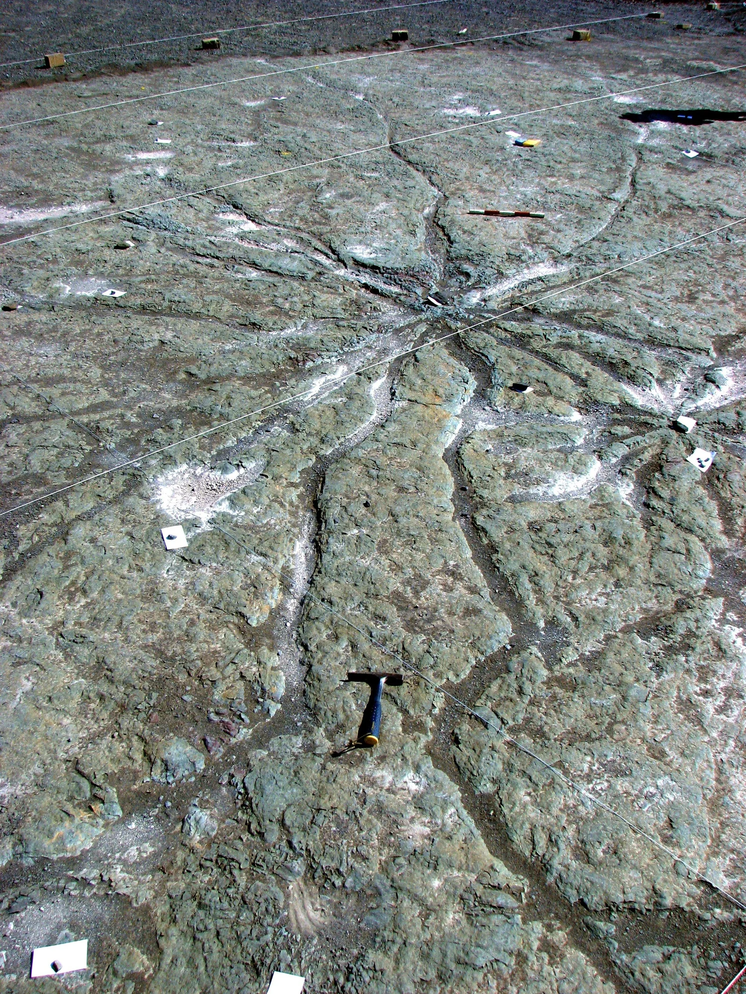 Two of Earth's Earliest Fossil Forests: Gilboa and Cairo with Dr. Chuck Ver Straeten — Mountain Top Arboretum