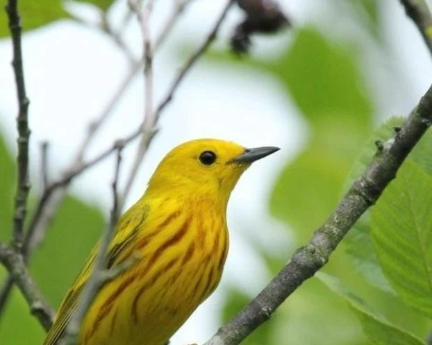 Bird ID Walk with Larry Federman