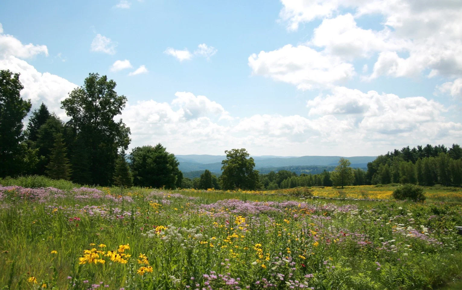 Meadows2023_4.jpg