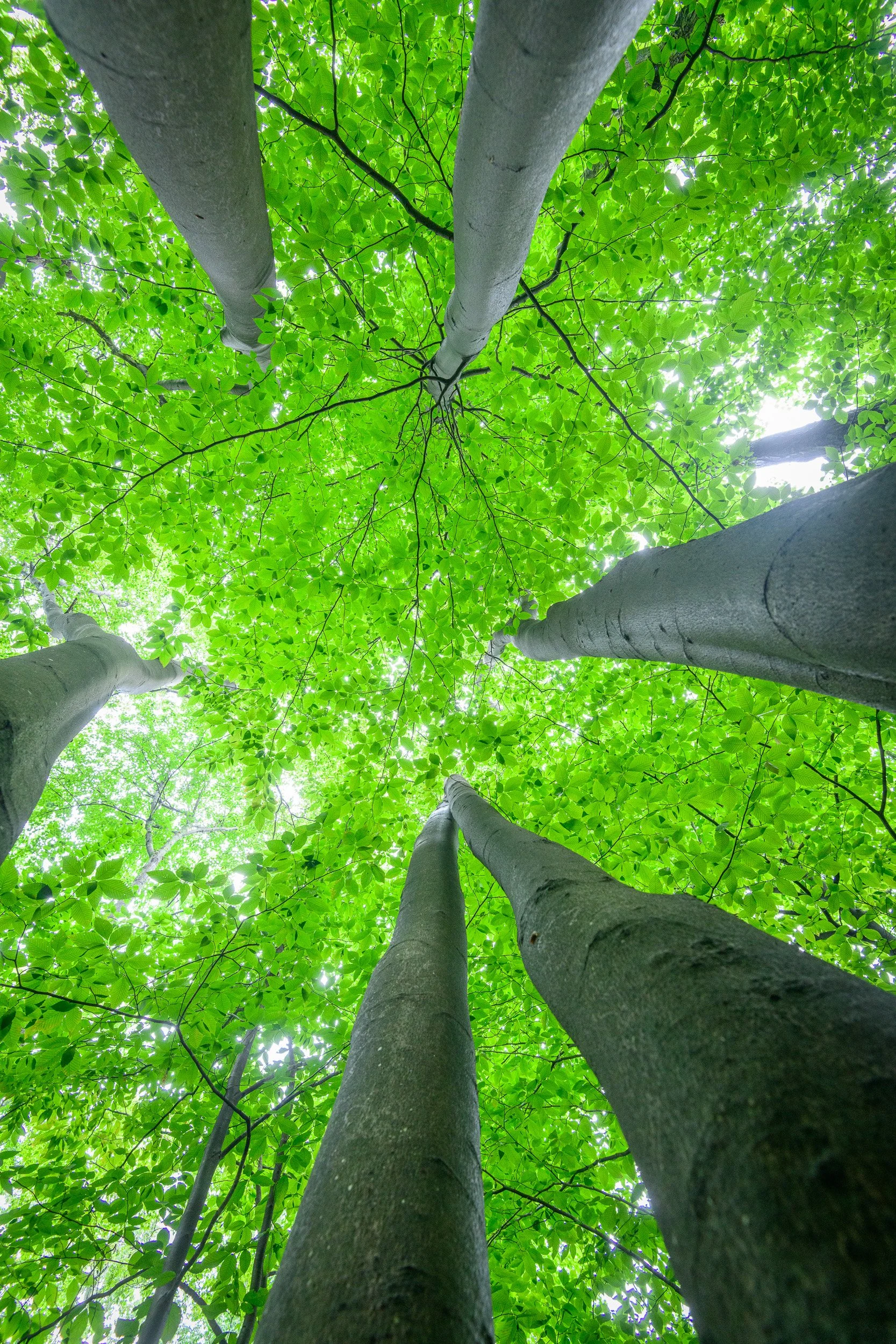 Canopy Exploration and Tree Climbing with Women's Tree Climbing Workshop