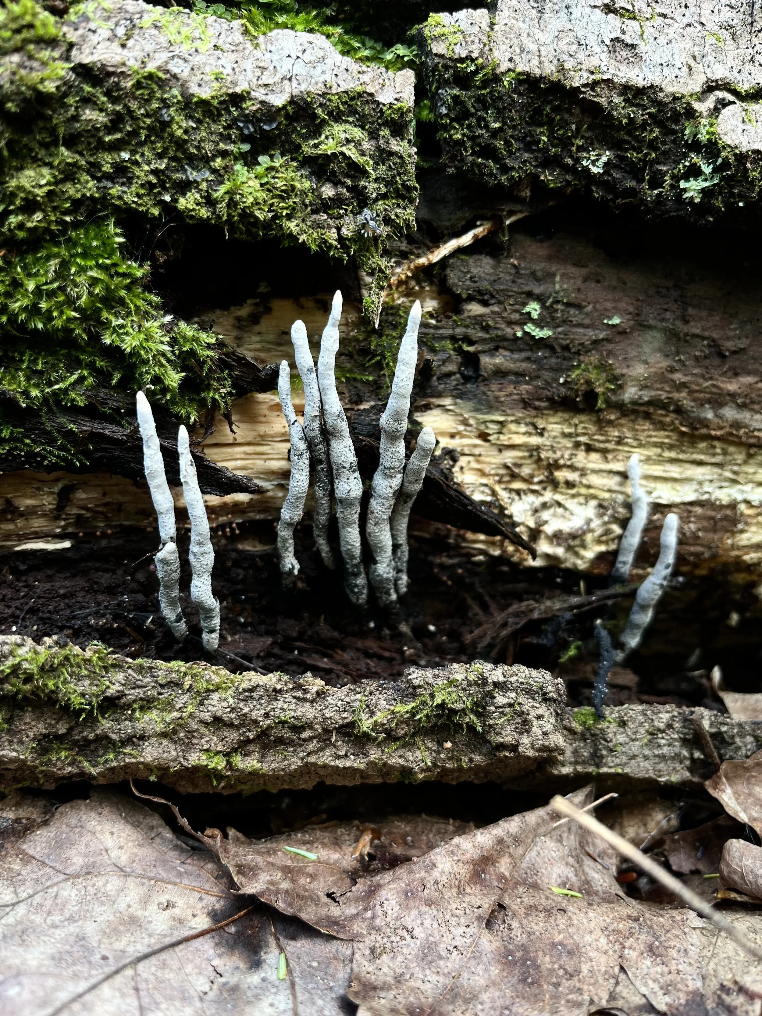 Forest and Fungi Ecology Walk--Intermediate (Identification and Documentation)