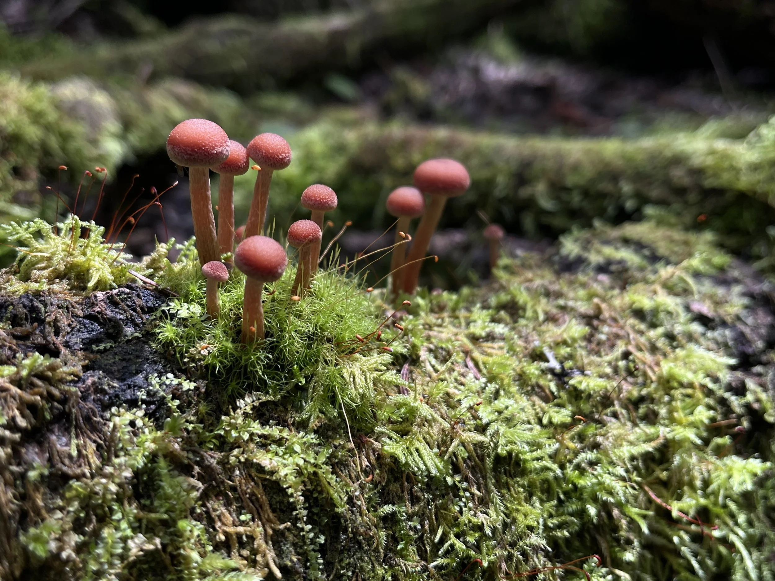 Forest and Fungi Ecology Walk