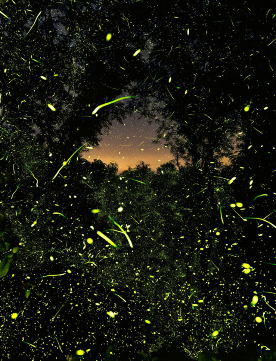 Into the Dark Film Screening and Firefly Walk with Fiona Otway and Pete Mauney