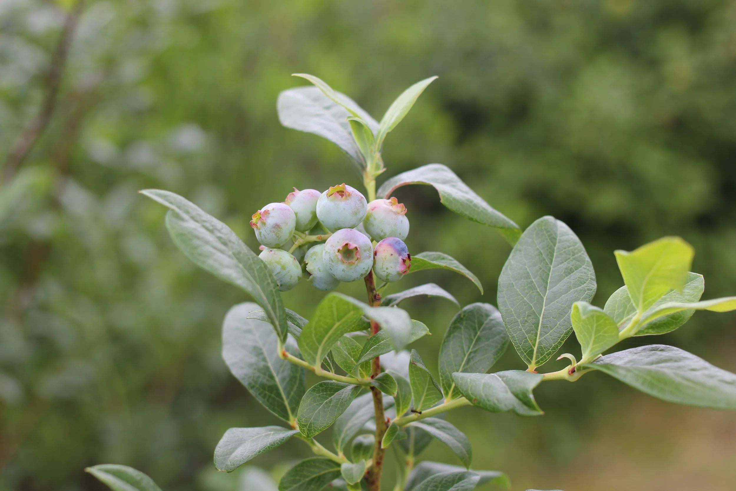 Introduction to Field Botany with Claudia Nagy
