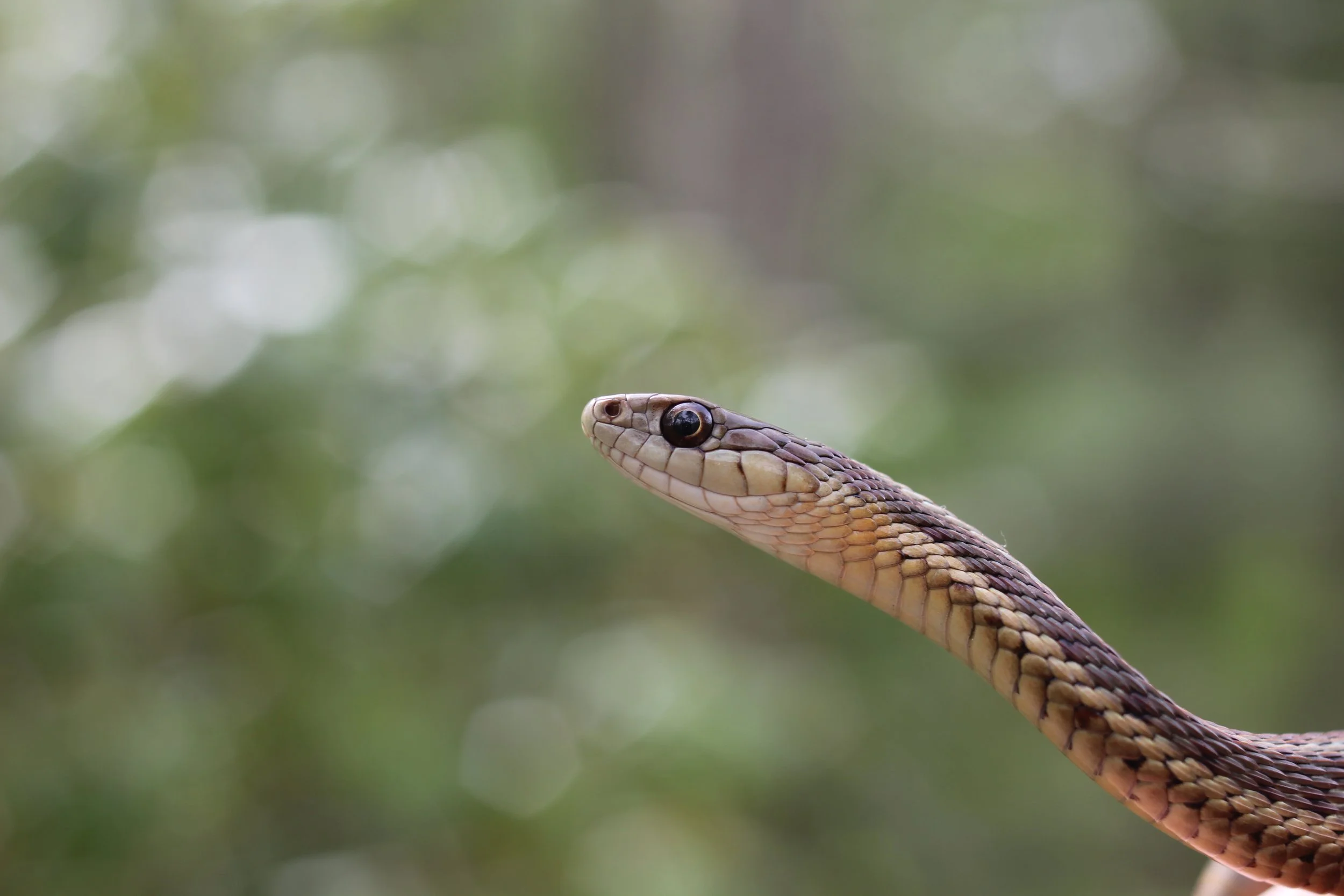 The Beauty of Survival: An Introduction to Reptiles with Russ Walker