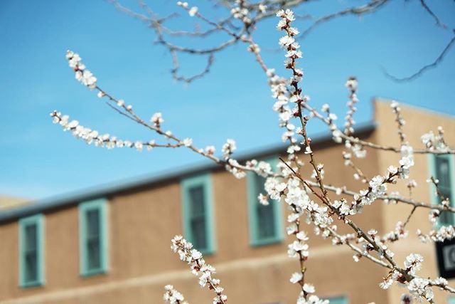 Pearless pear tree from my trip to NM a few weeks ago.