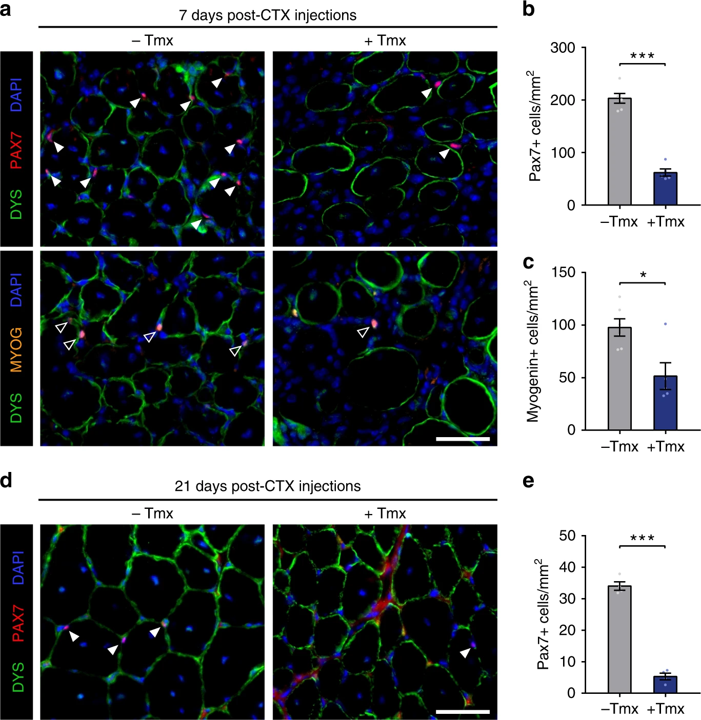 MLL1 is required for PAX7 expression and satellite cell self-renewal in mice - fIG 6.png