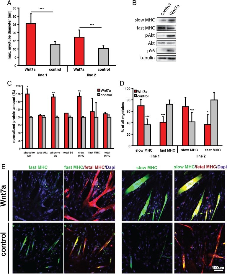 WNT7A Treatment DMD - Figure 4.jpg