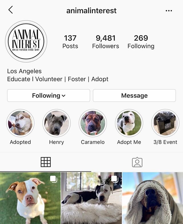 Please follow @animalinterest . Even if you can&rsquo;t adopt of foster, by following @animalinterest you help activate  Instagram tools needed to allow people to apply to adopt online.