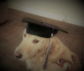 Image: Guide dog posing in handler's graduation cap. The dog is a golden retriever, and she is sitting with her body parallel to the camera, with her head turned regally toward the lens.