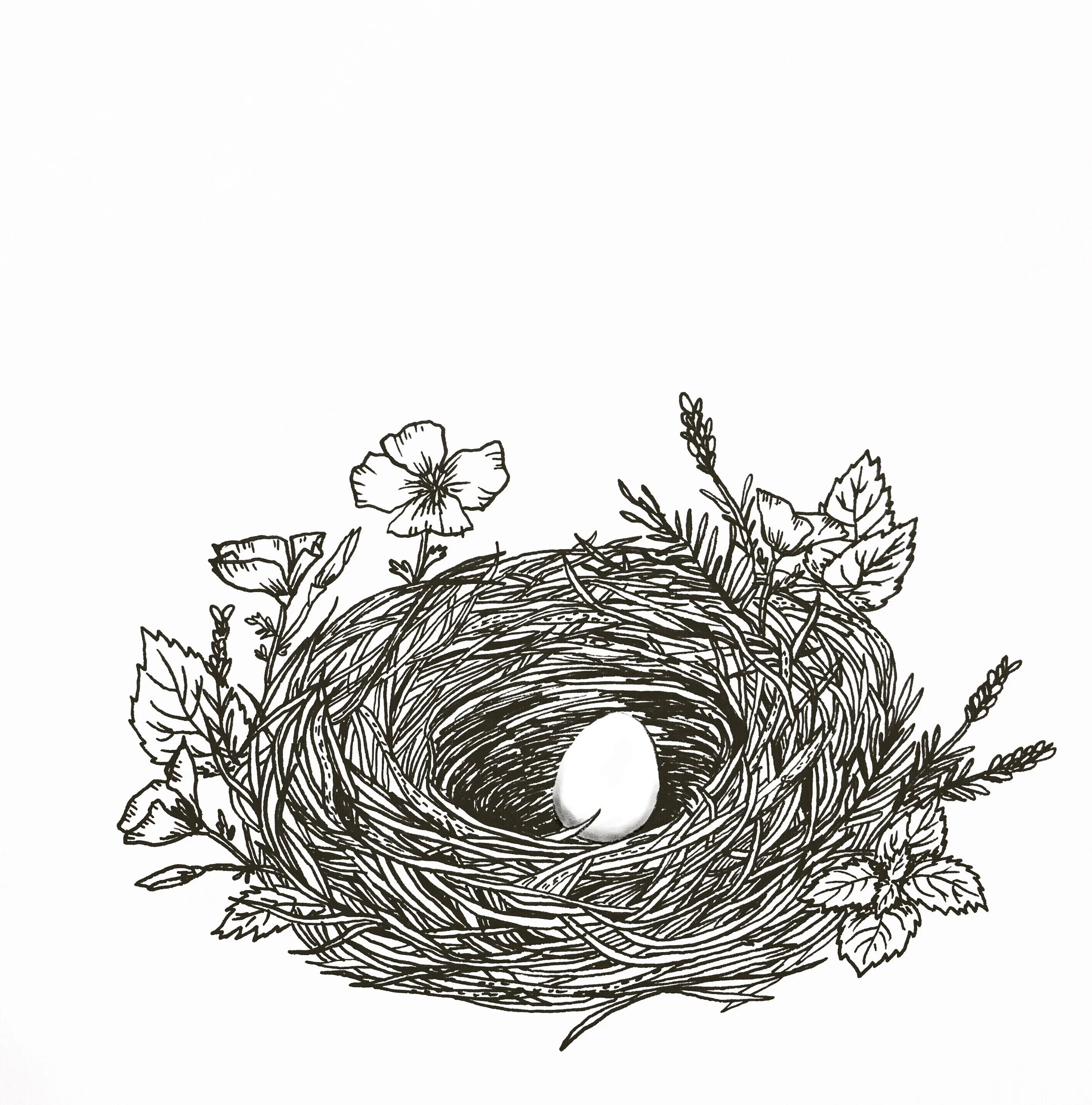 Nest.jpg