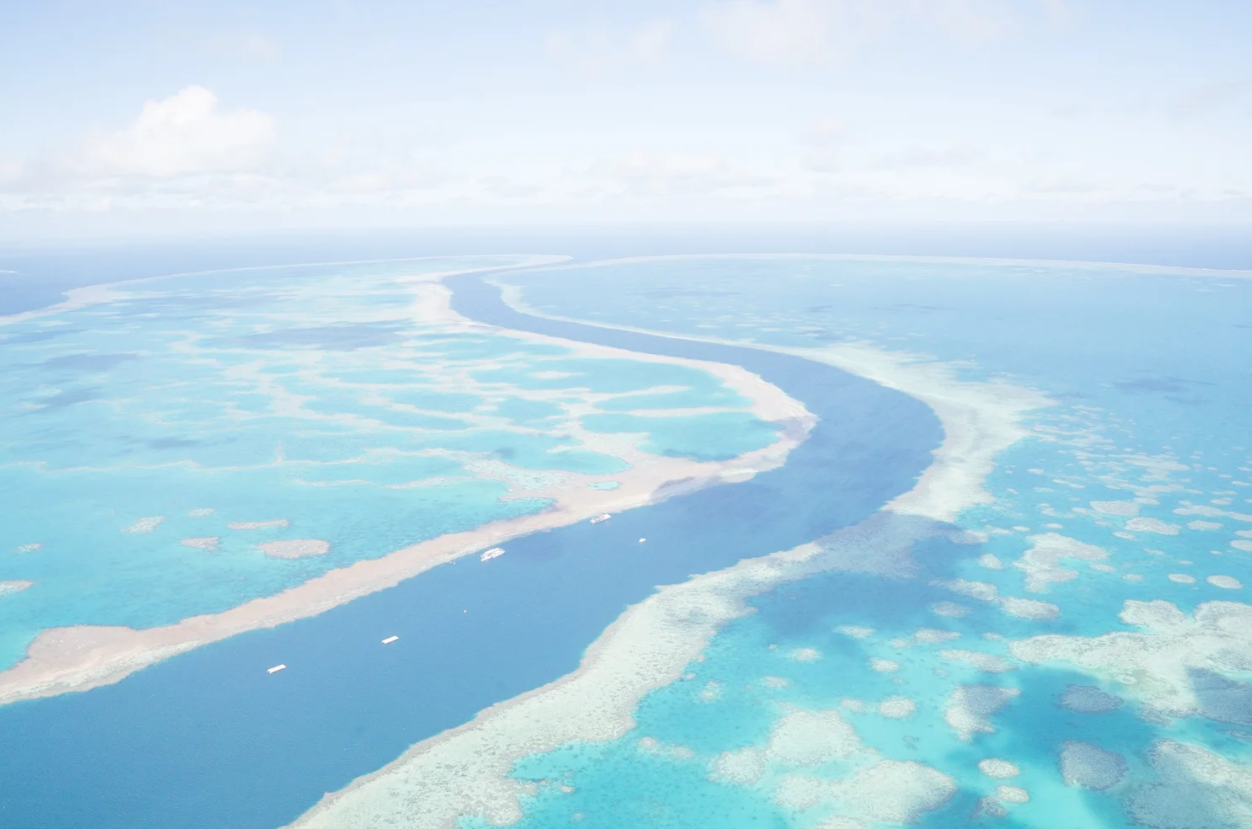 Reef Dreams.png