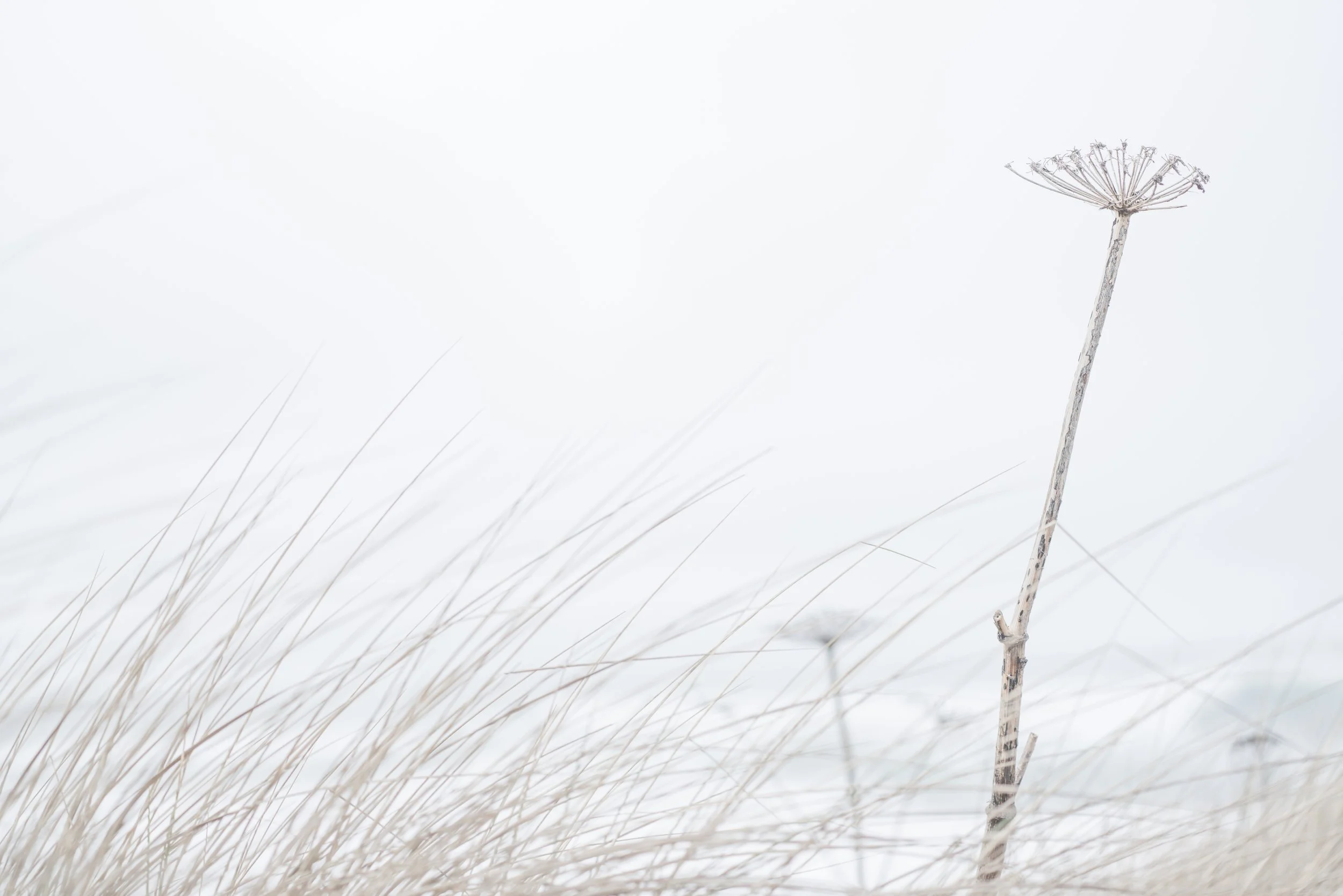 PNW 20250302-DSC01115.jpg