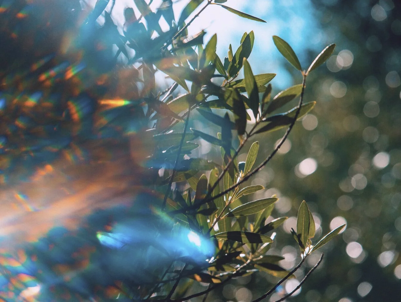 The 4 Elements of an Alchemical Practice and Life