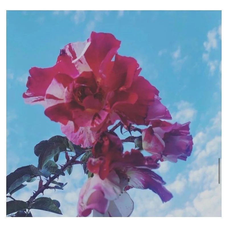 &ldquo;Dharmata&rsquo;s Great Ease.&rdquo;

Lady Tsogyal asked the master: 
Which vital point contains the 84,ooo Dharma doors? 

The master replied: 
Dharmata's Great Ease is the vital point that contains the 84,000 Dharma doors. 
Other dharmas chan