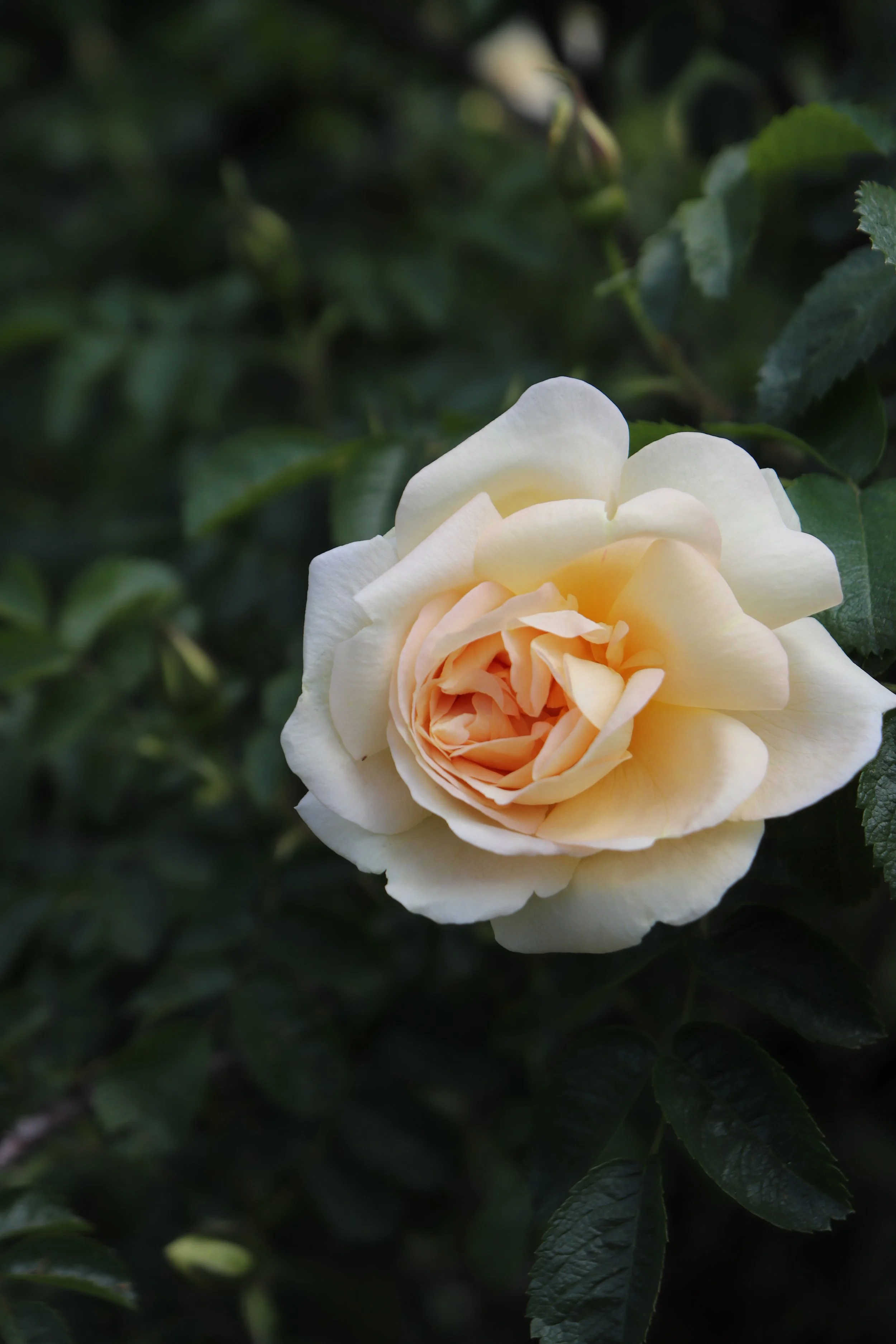 ktq-rose.JPG