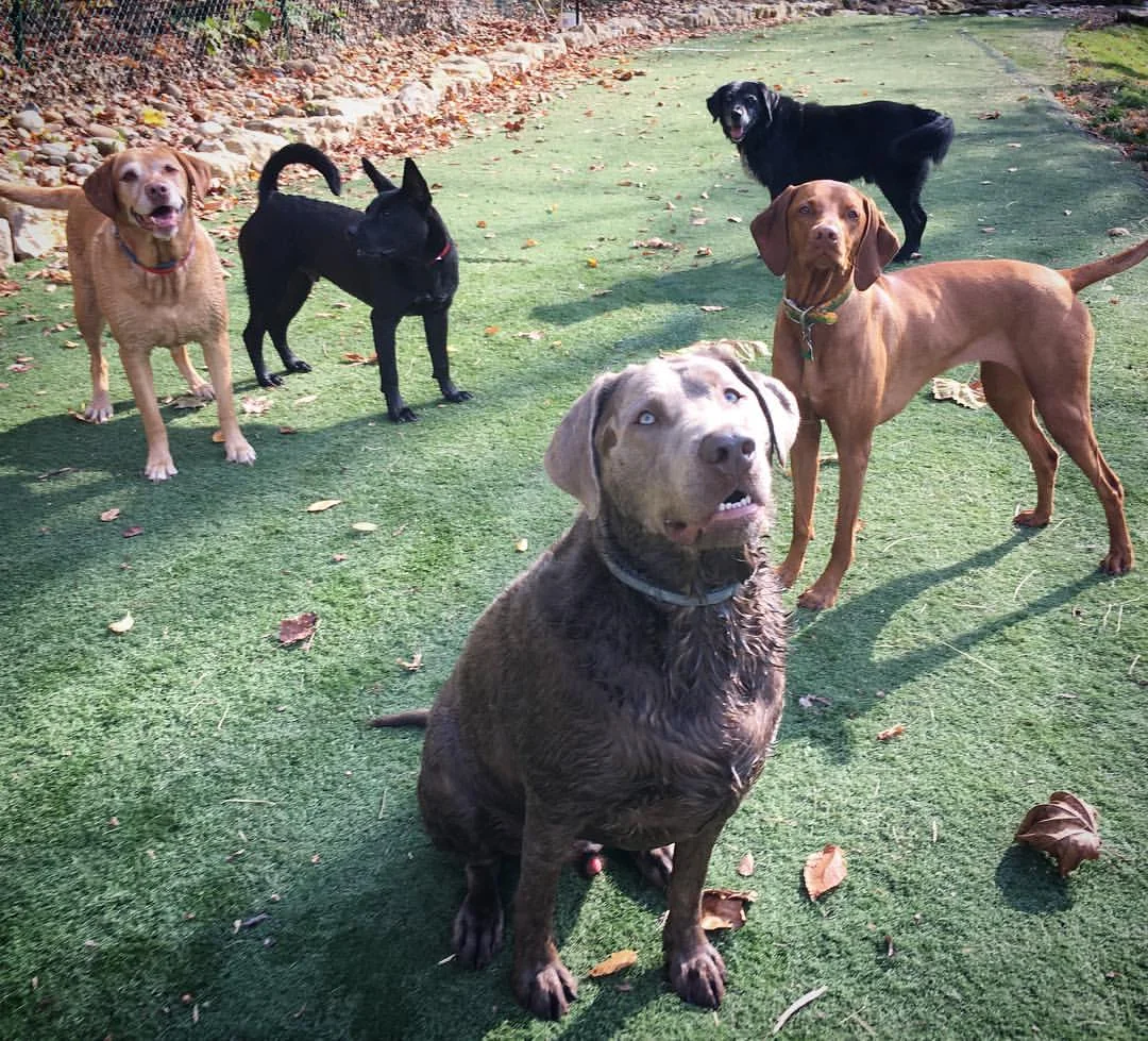 Maverick (front) had a blast!! He is so tired today and loved hanging out with other dogs & playing in the large play areas! When we came to pick him up, he was so happy wagging his tail and clearly loved being there. It is so clean and fresh. The cabins are spacious and the staff is excellent. It also made us so happy to see posts of Mavy playing while we were away. Thank you so much Julie and Canine Cabins!!! Amy - Maverick