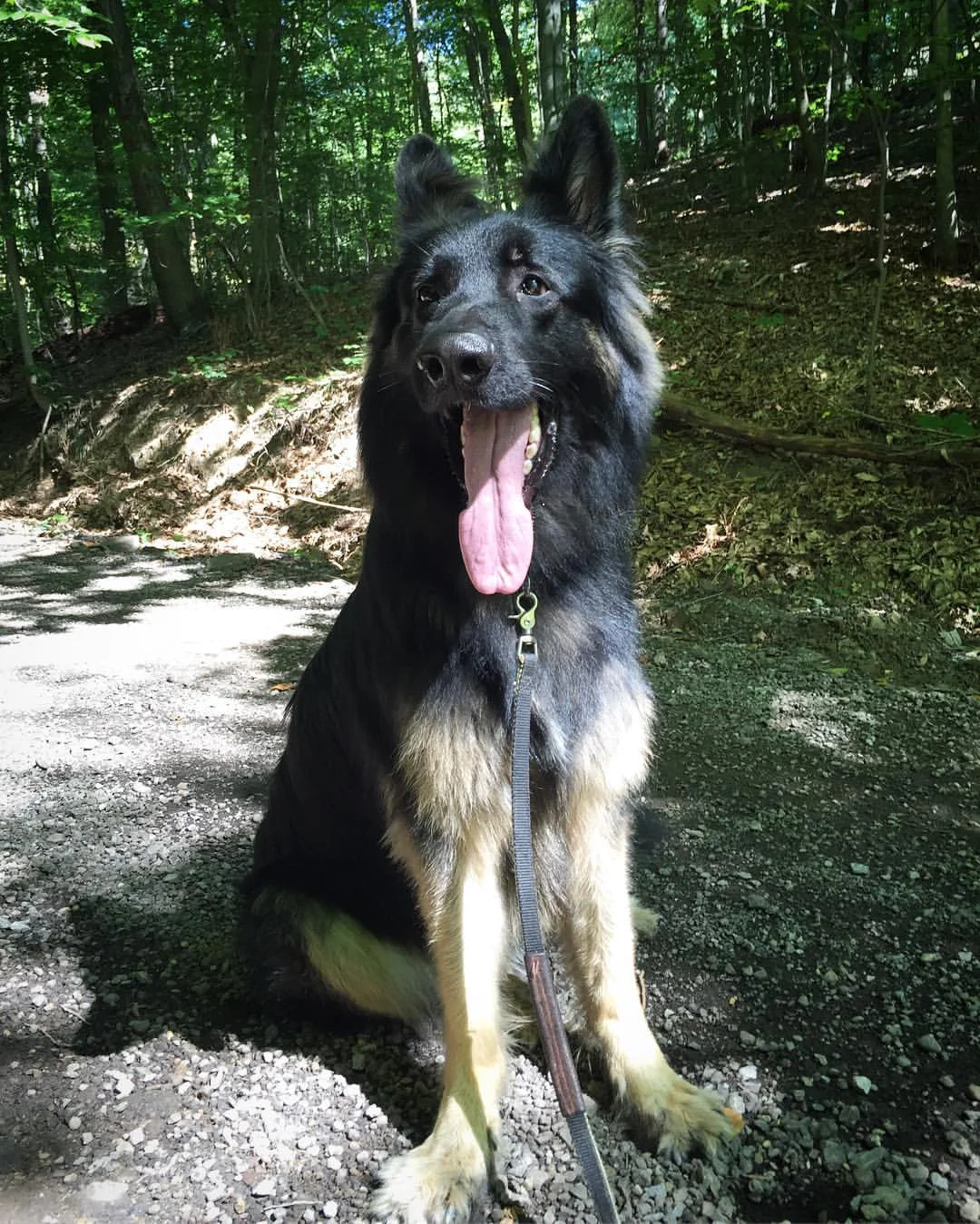 We are very appreciate of the care Apache gets when he is at your place. He seems to like the people and to us that means he is not only getting good care, but also people are spending time with him. Thank you very much for taking such good care of him. Bud & Becky - Apache