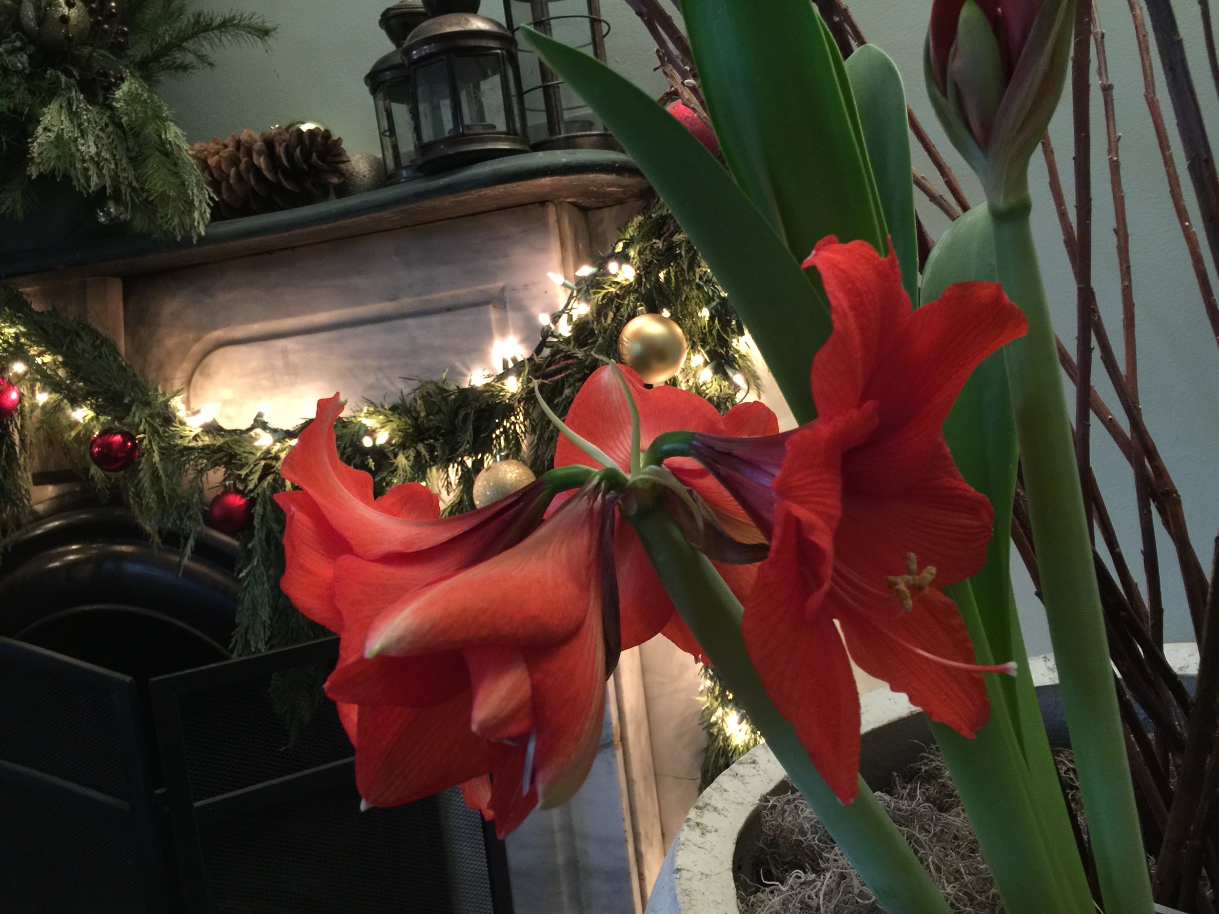 Holiday Decorations with Gardenalia